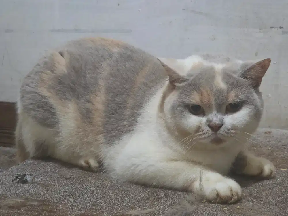 British Shorthair Ped