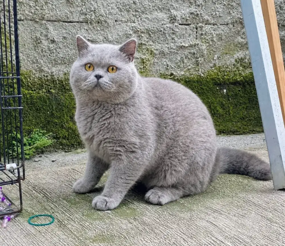 British shorthair jantan