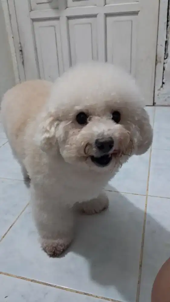 ANJING POODLE BLASTERAN