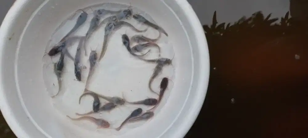 Jual bibit ikan lele 9-10 cm