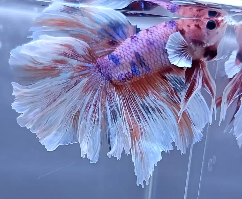 ikan cupang rosetail sirip besar