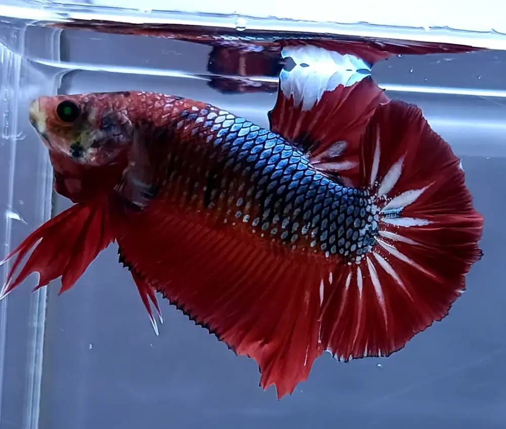 ikan cupang giant hellboy mata hijau