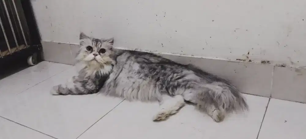 Persia Flatnose Silver