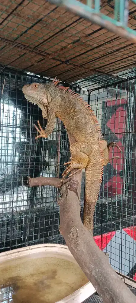JUAL IGUANA MERAH 70 cm