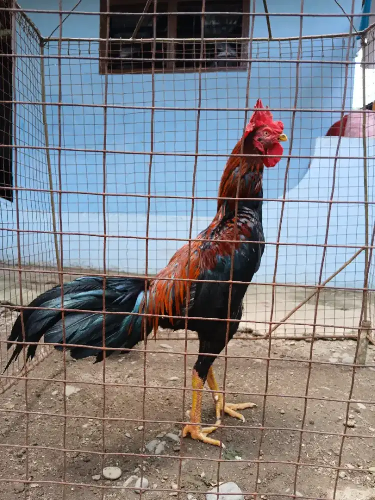 Ayam wila magon