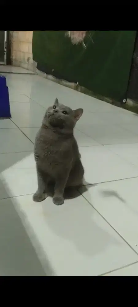brtisih short hair  shorthair bsh