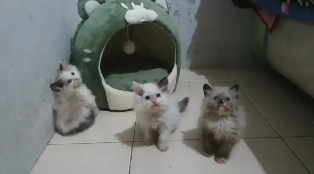 Tiga Kitten Ragdoll