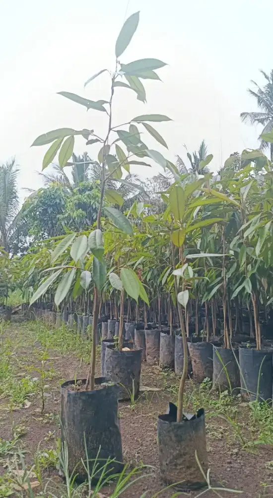 POHON DURIAN/BIBIT DURIAN BERMACAM JENIS. SUDAH HASIL OKULASI.