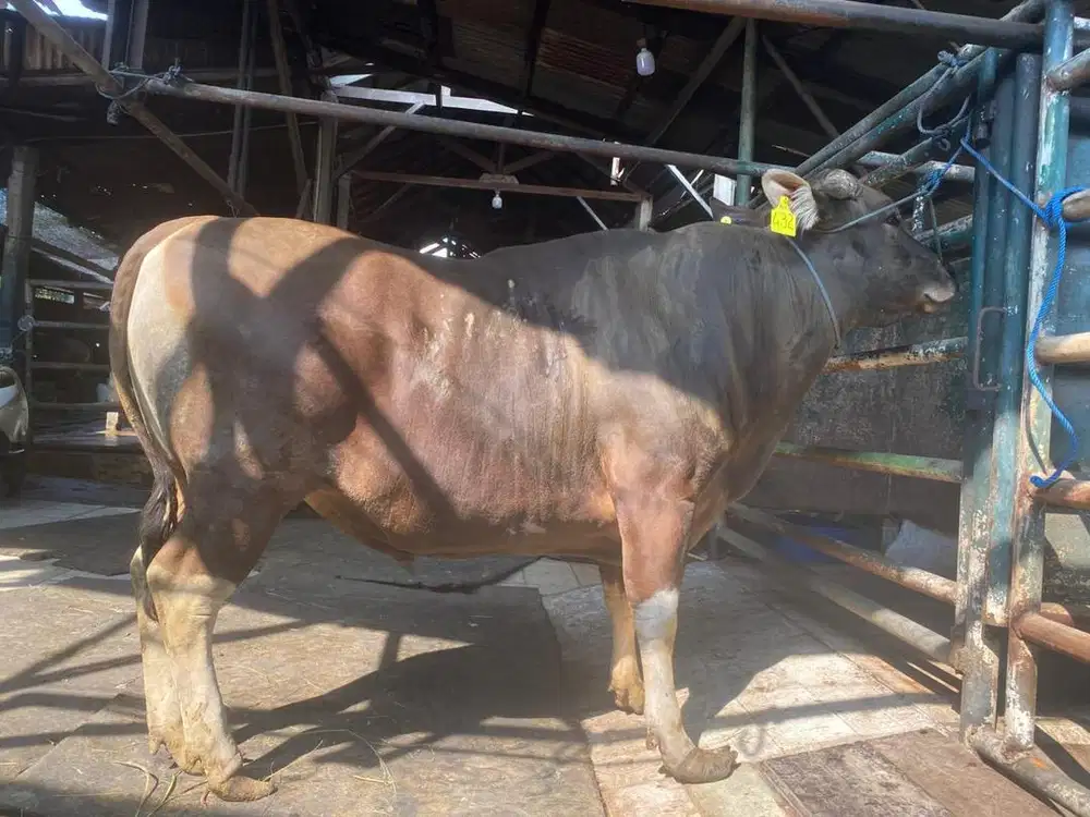 JUAL SAPI QURBAN MURAH