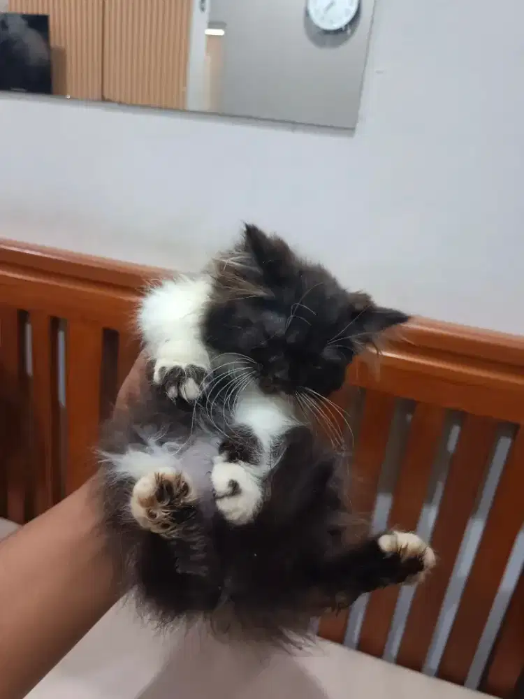 Kucing Persia long hair umur 2 bulan