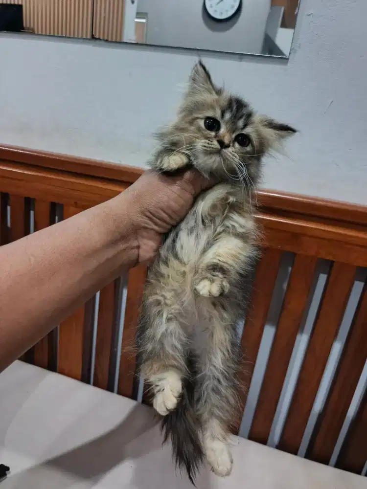 Kucing Persia long hair bulu kapas