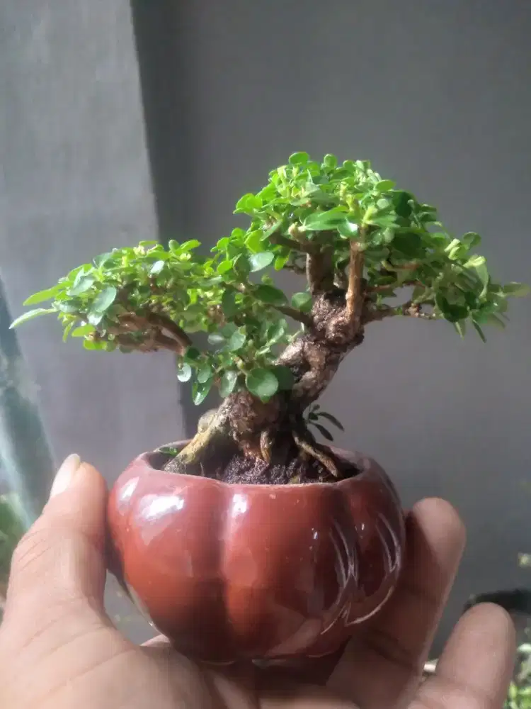 Pohon bonsai sancang mame pot kramik