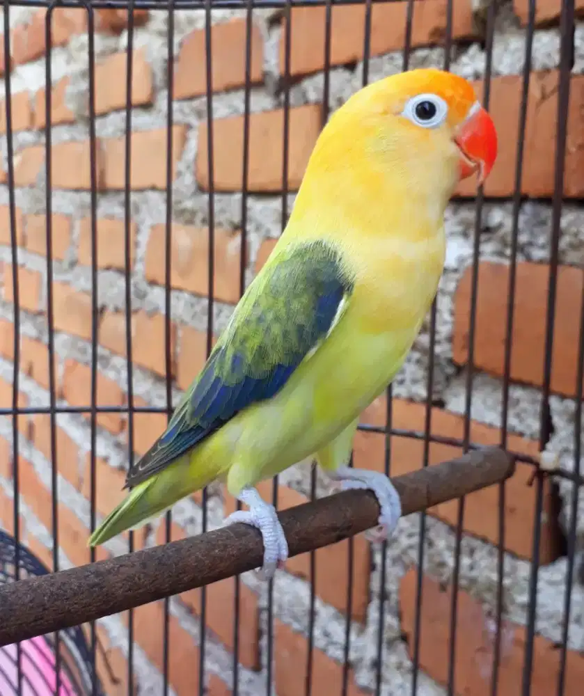 Jual Lovebird biola PB Ewing dark vio