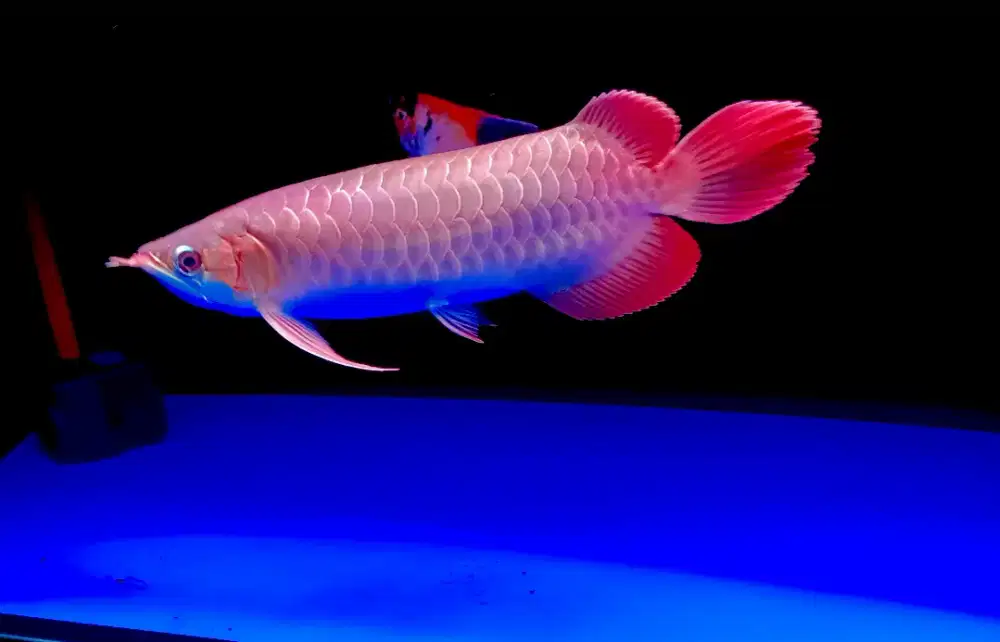Ikan Arwana Super Red