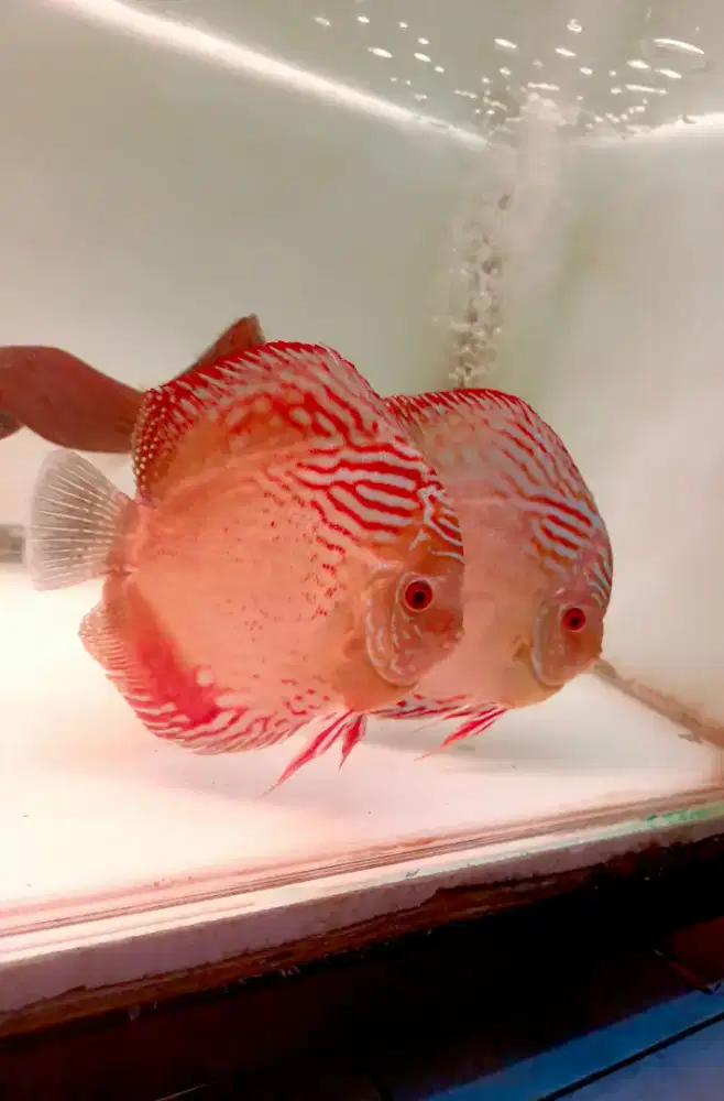 Ikan discus murah
