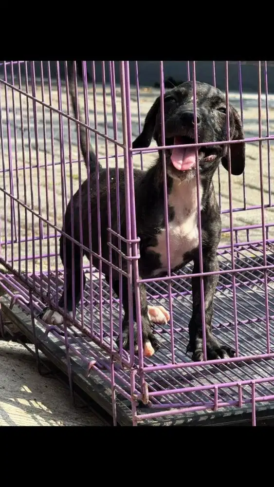 anjing pitbull betina