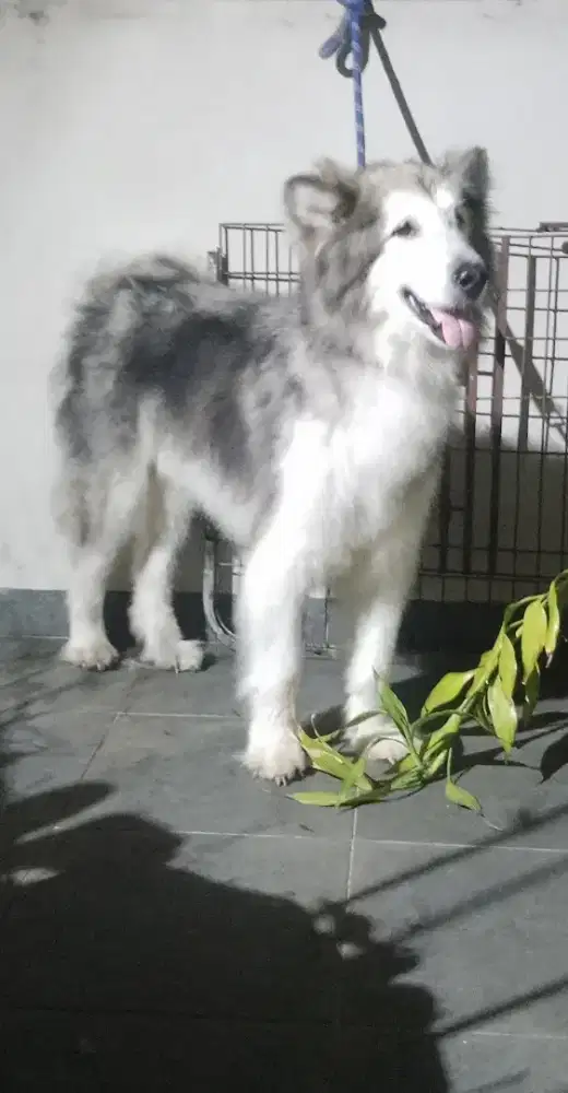 Alaskan malamute