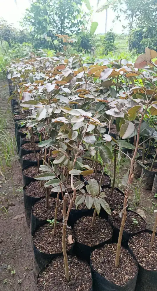 *Pohon /bibit kelengkeng merah. Sudah hasil okulasi*
