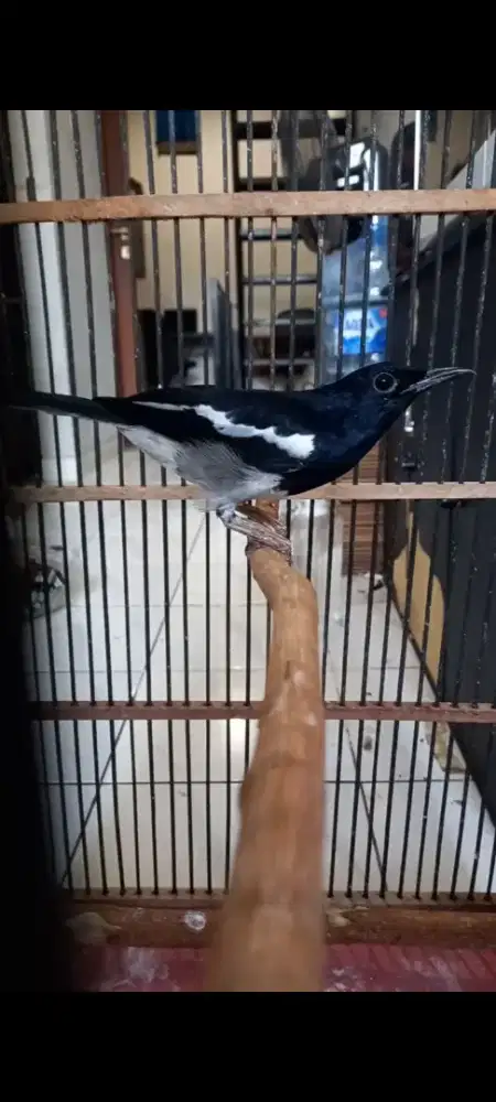 Kacer jabar mapan rajin
