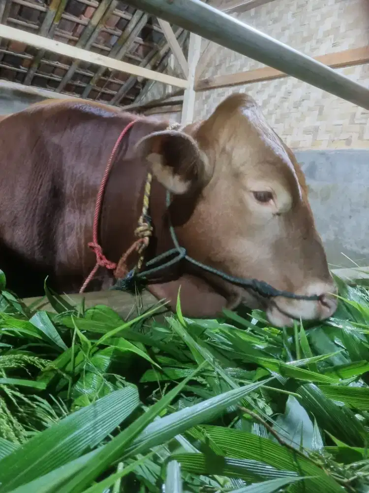 SAPI LIMOSIN BOBOT ESTIMASI 400 KG