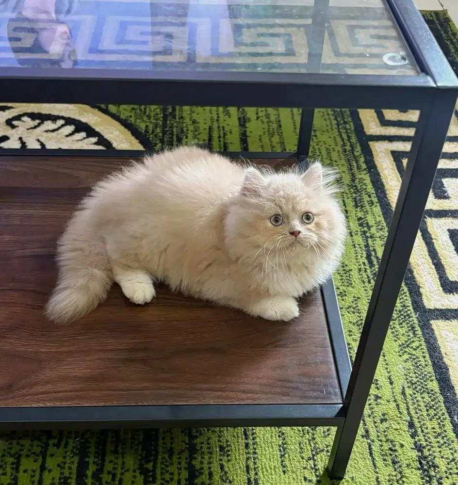 Kitten bigbone jantan 2,5bln