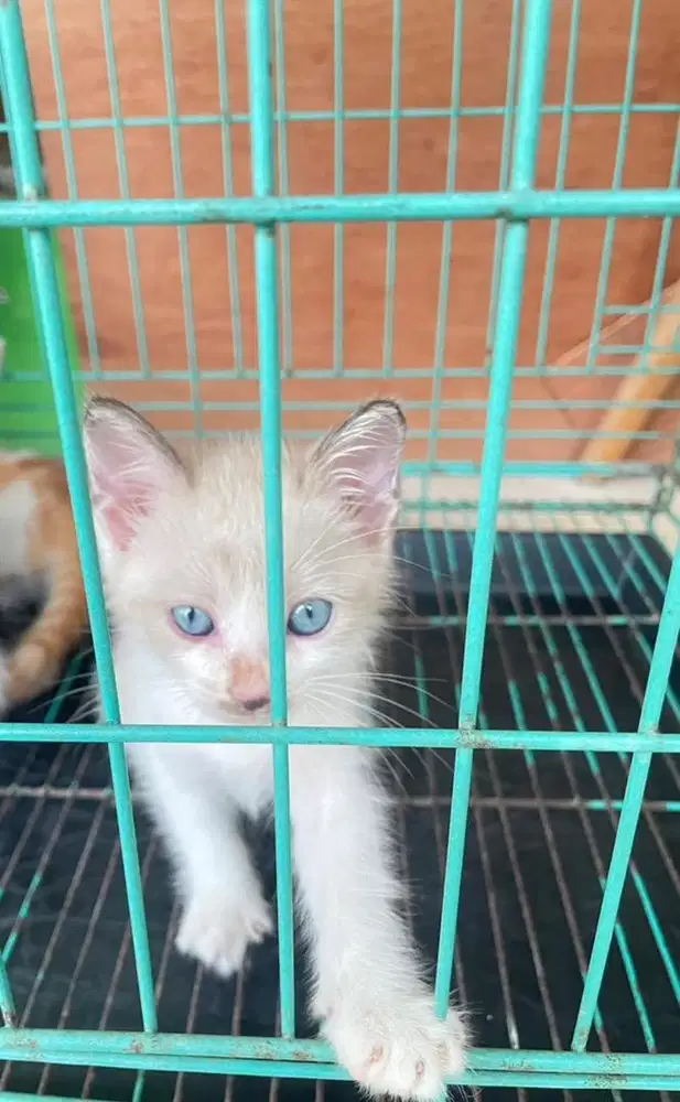 KITTEN MIX  HIMALAYA  PERSIA