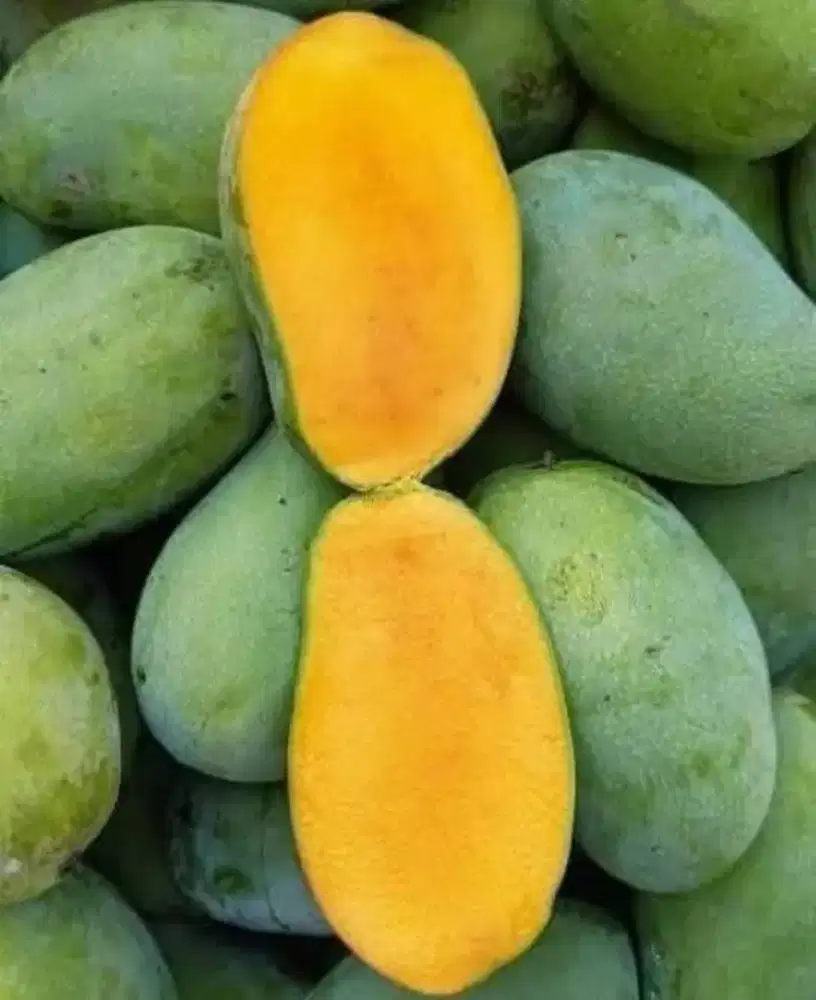 Mangga harum manis matang