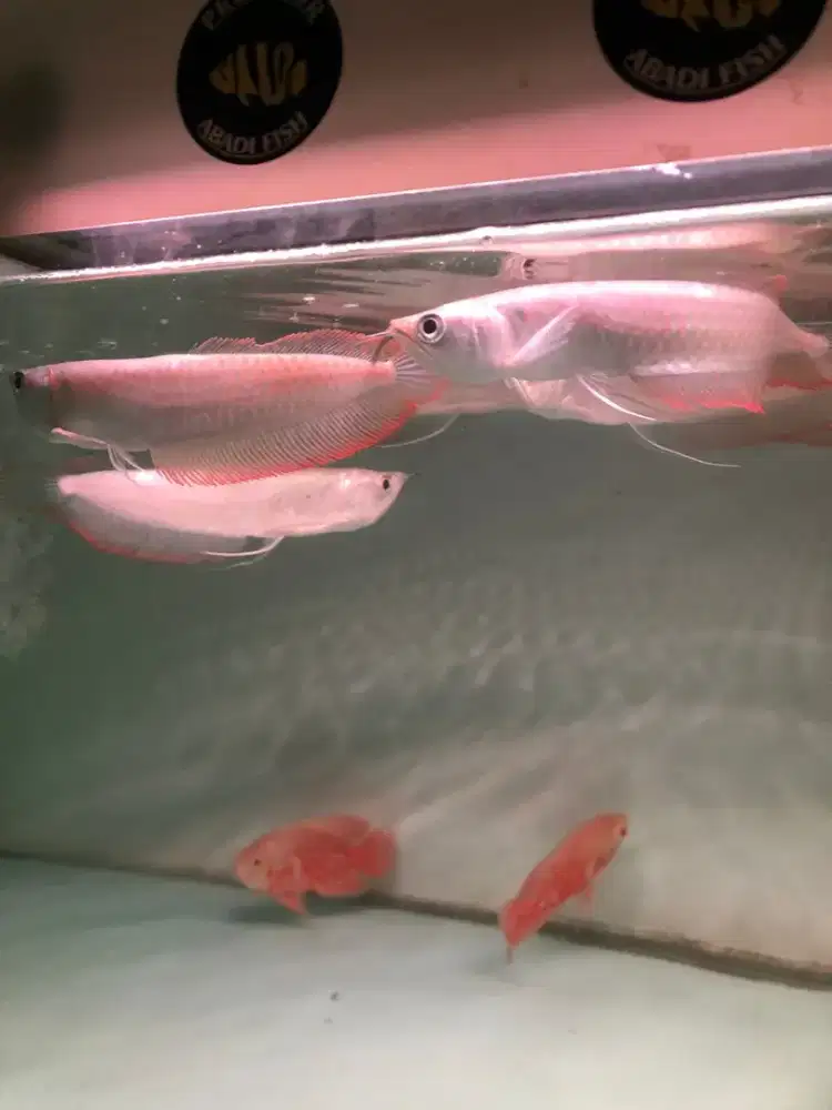 Arowana silver sirip merah