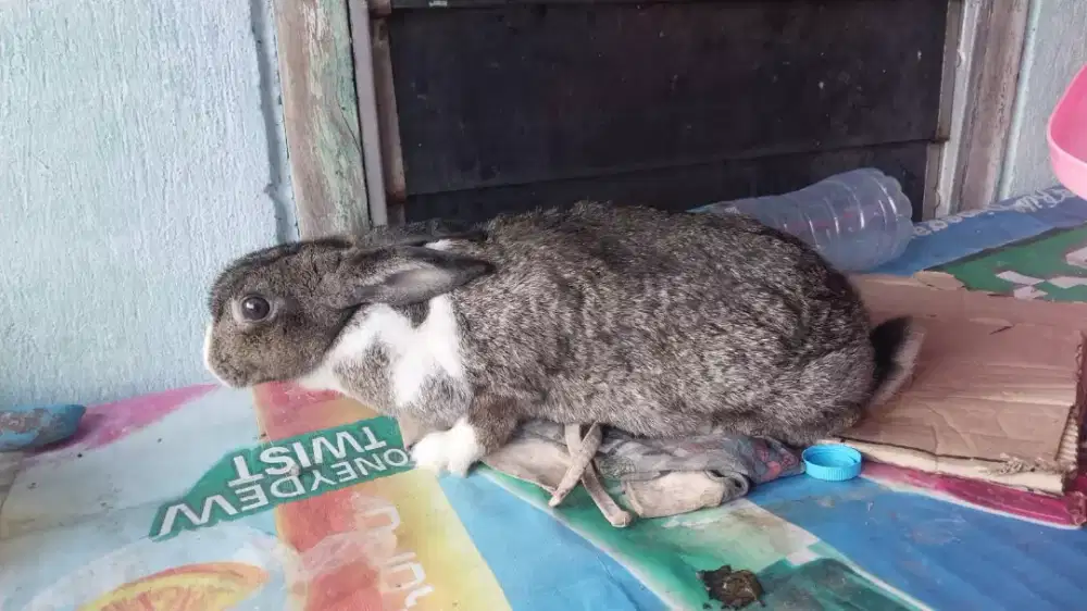 Kelinci betina lokal jumbo