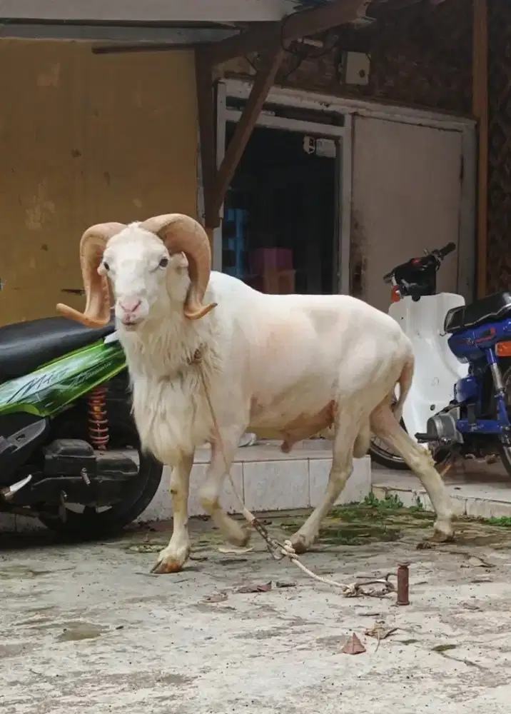 Hewan Qurban sapi dan kambing