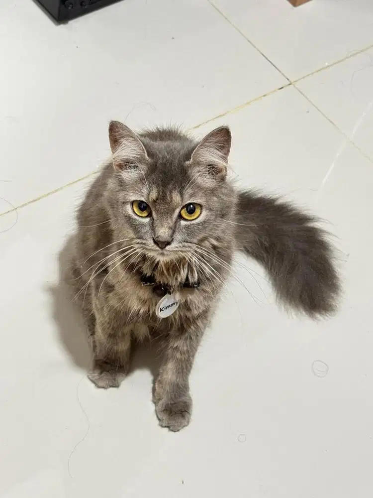 Kucing Persia Indukan