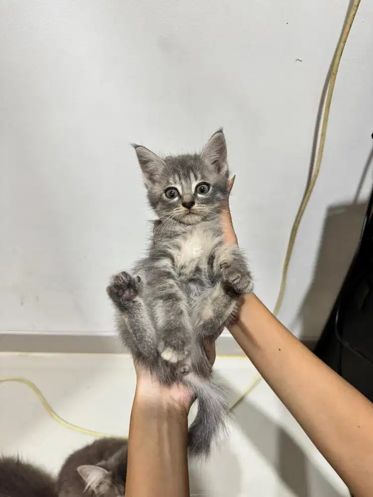Kitten Mix Persia