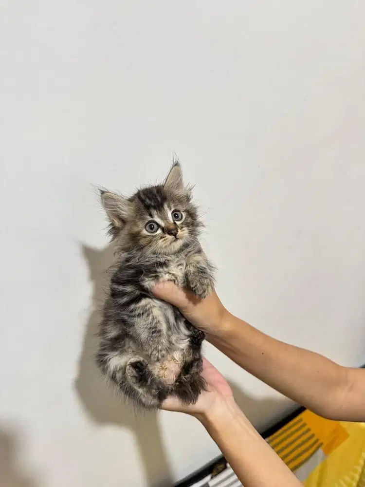 Kitten Persia Marble