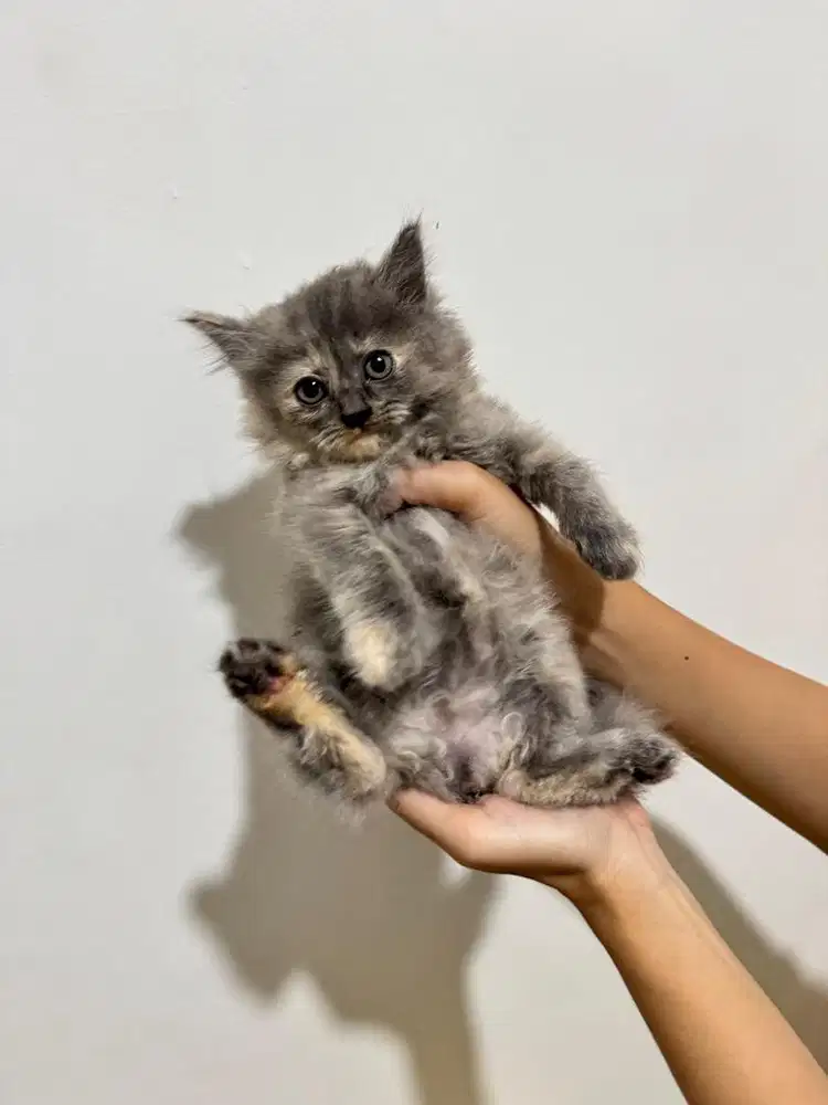Kitten Persia Longhair