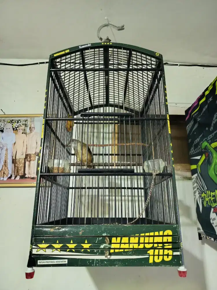 Burung KAPAS TEMBAK Harian RAJIN