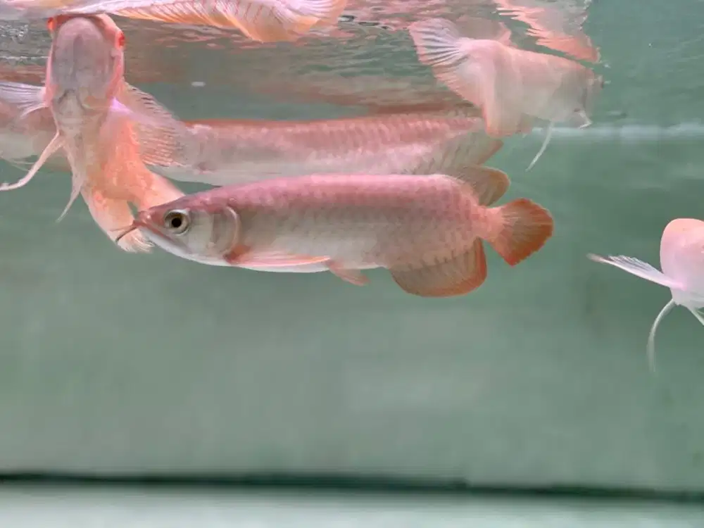 Ikan arwana mantap size 18cm