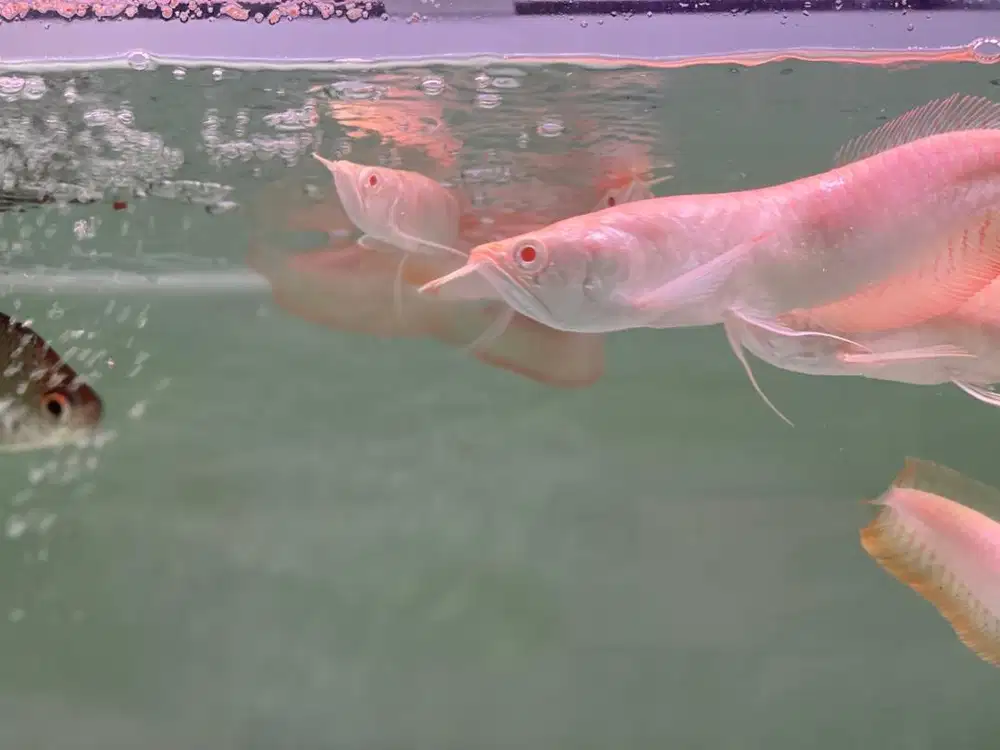 Ikan arwana brazil albino mata merah mantap