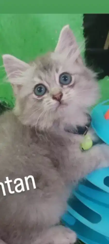 Kitten persia abu2