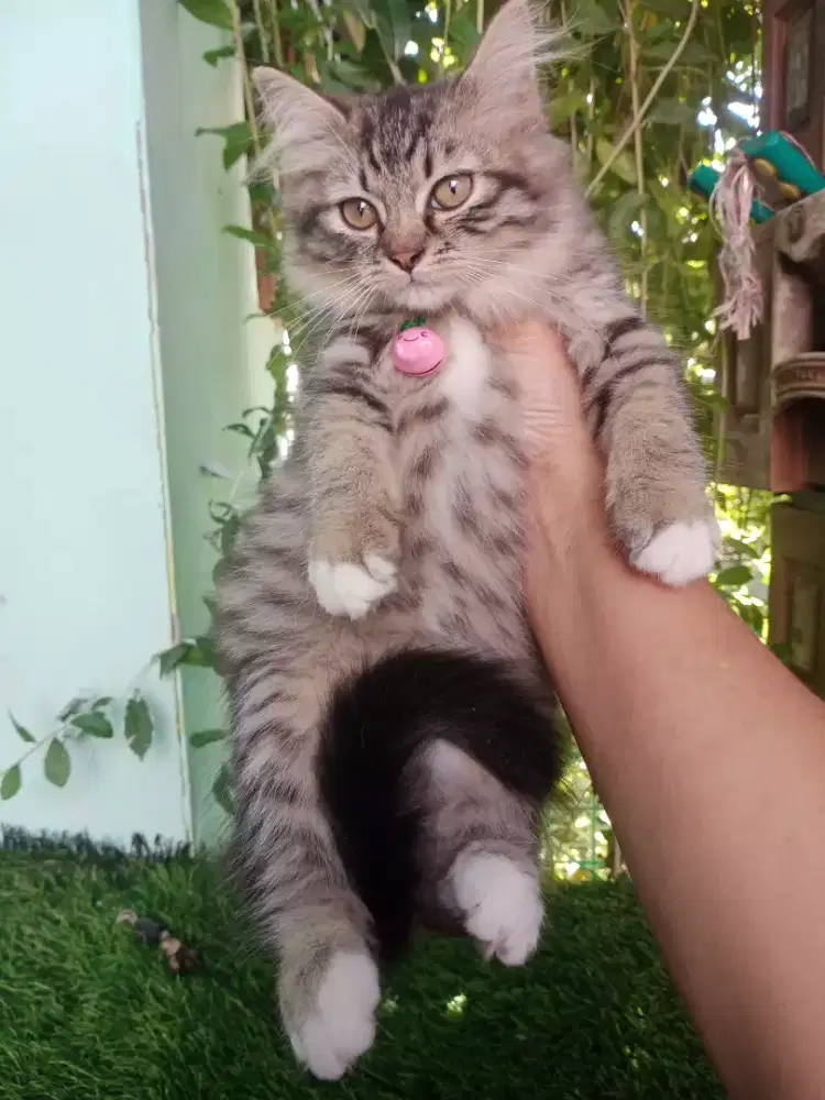 Kitten mujaer cantik