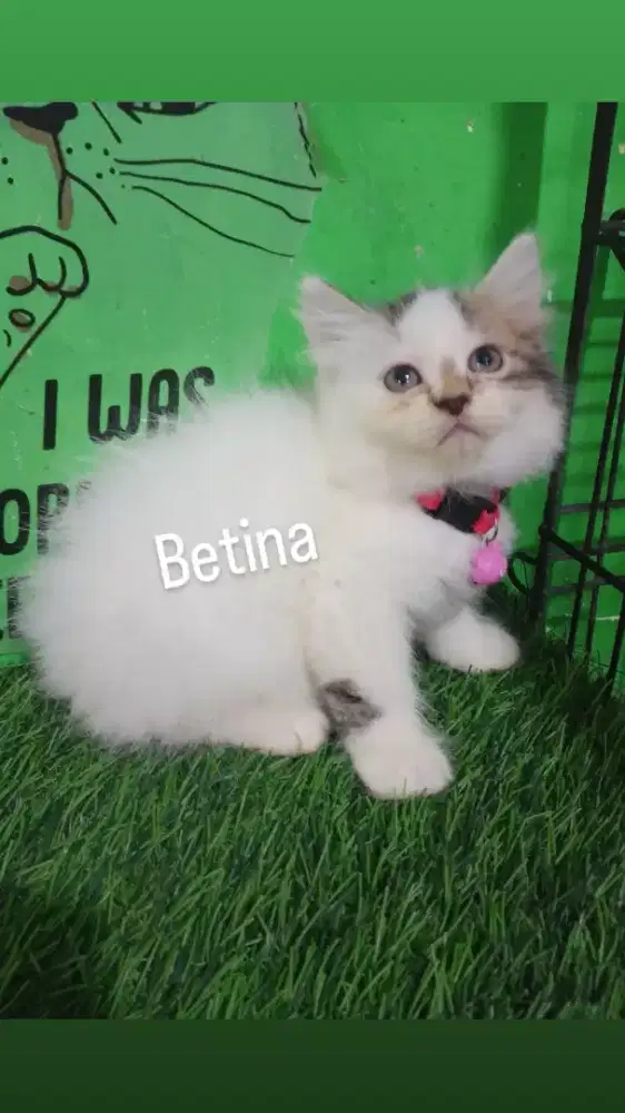 Kitten Persia semi platnosr