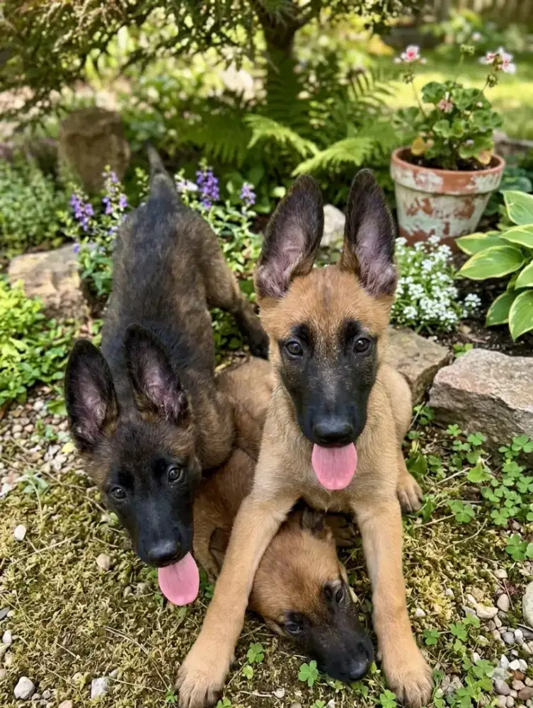 Belgian Malinois Cakep