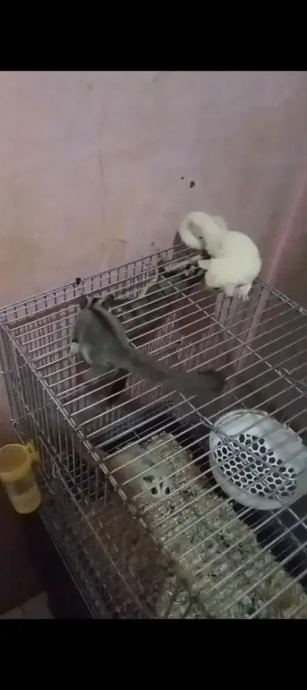 Sugar glider white face