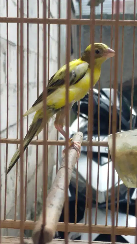 Burung kenari Silangan yasf x gbsf paud jantan