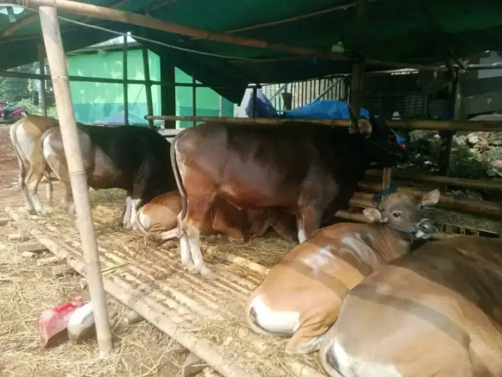 HEWAN QURBAN MURAH