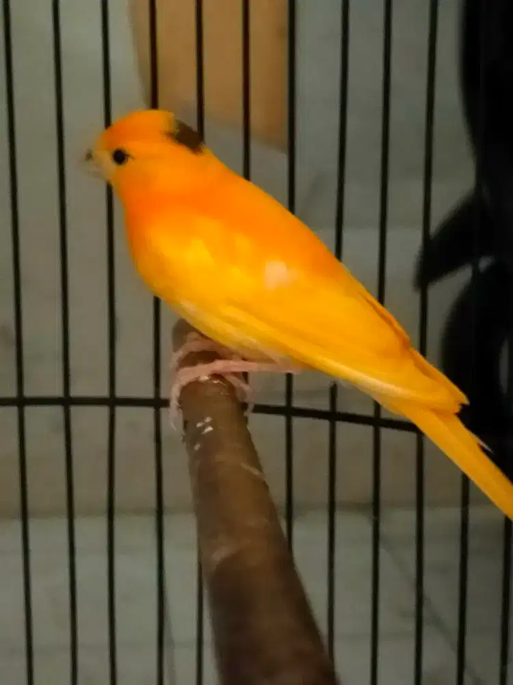 Burung kenari merlok paud/anak jantan