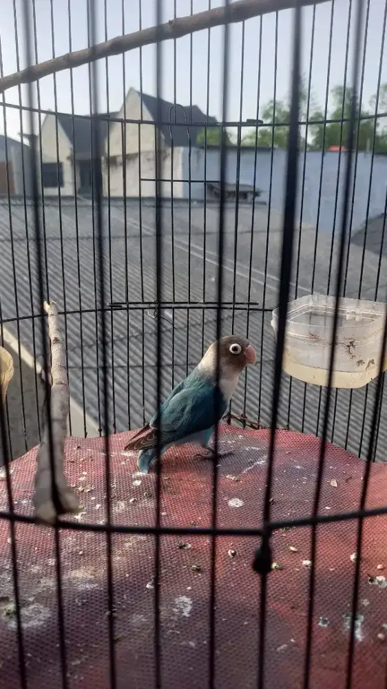 Burung warana biru dewasa
