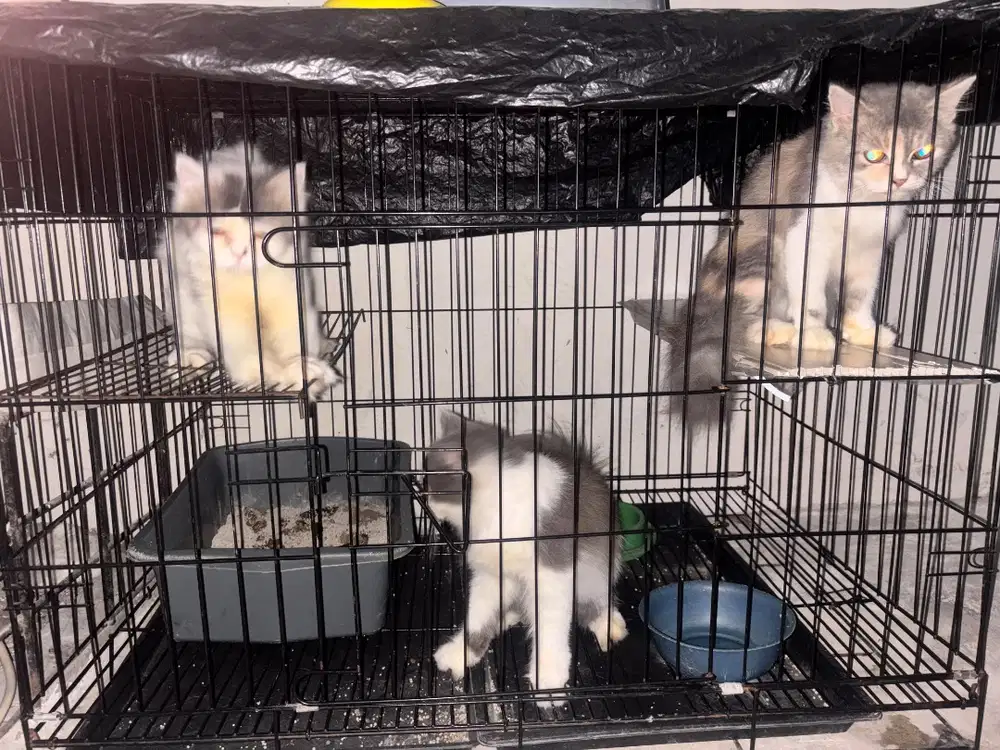Kucing persia + perlengkapan dan kandang