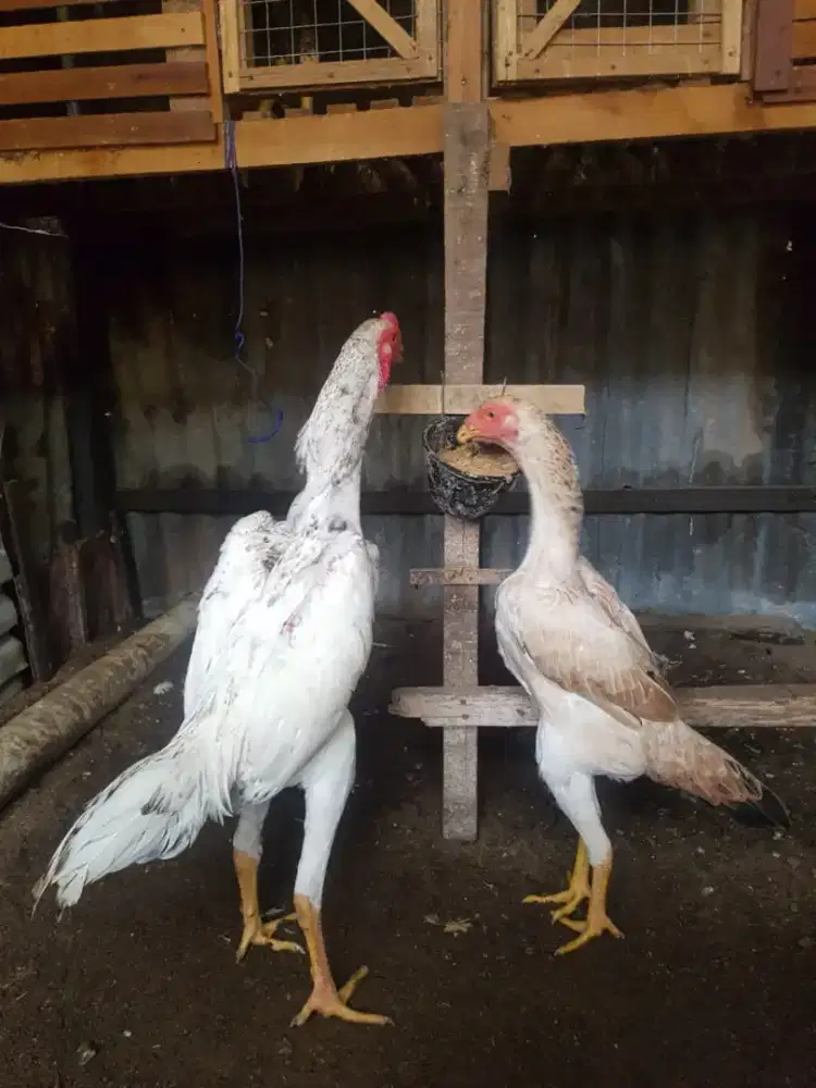 Jual ayam shamo eropa