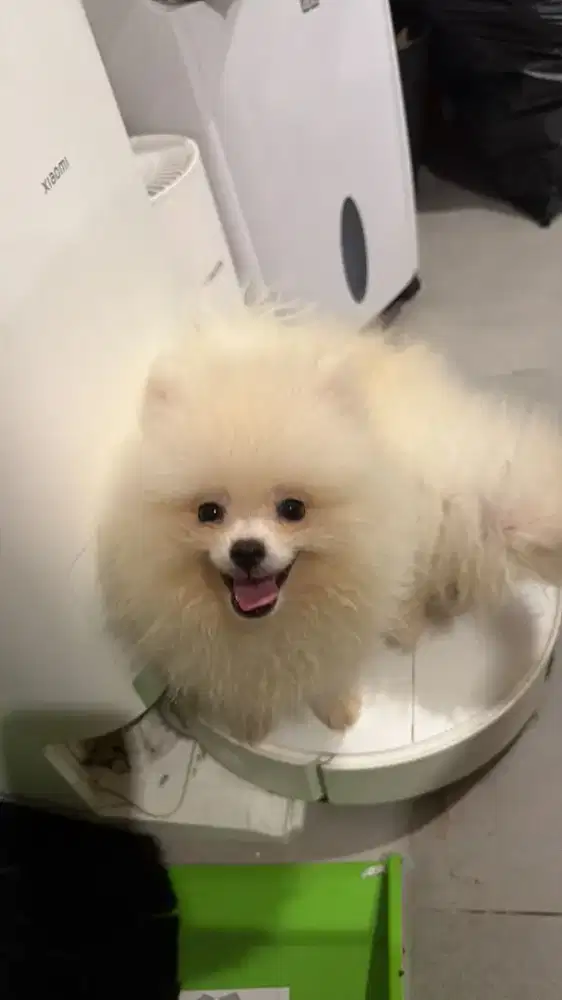 minipom 2 jantan 1betina