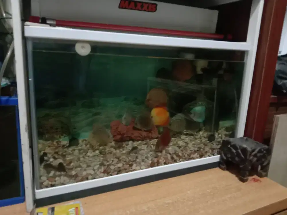 2 Aquarium bahari fullset